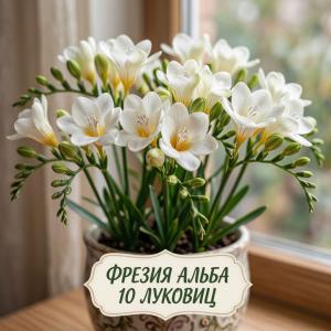 Фрезия Альба луковицы 10 шт.
